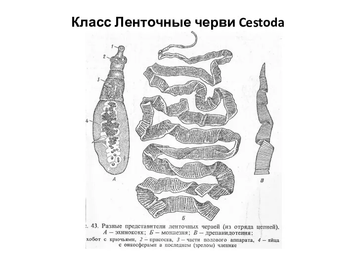 Класс Ленточные черви Cestoda
