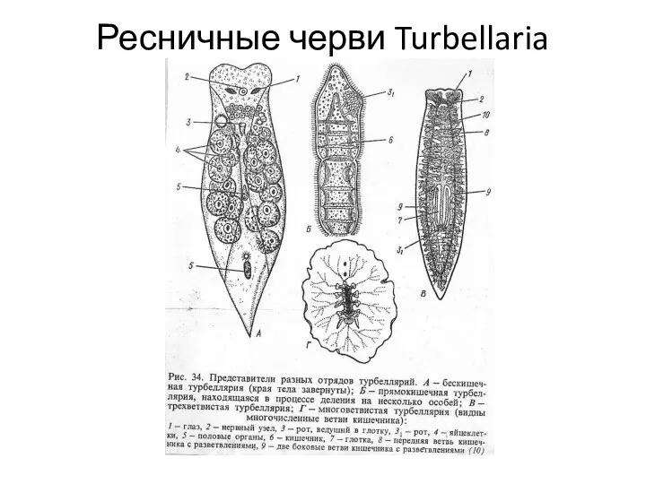 Ресничные черви Turbellaria