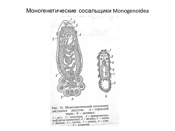 Моногенетические сосальщики Monogenoidea