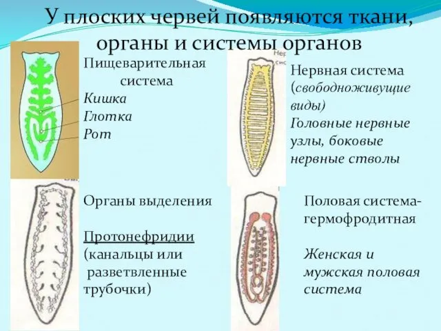 У плоских червей появляются ткани, органы и системы органов Пищеварительная