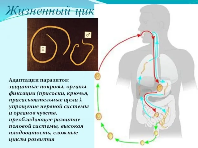 Жизненный цикл Адаптации паразитов: защитные покровы, органы фиксации (присоски, крючья,