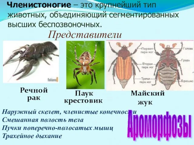 Членистоногие – это крупнейший тип животных, объединяющий сегментированных высших беспозвоночных.