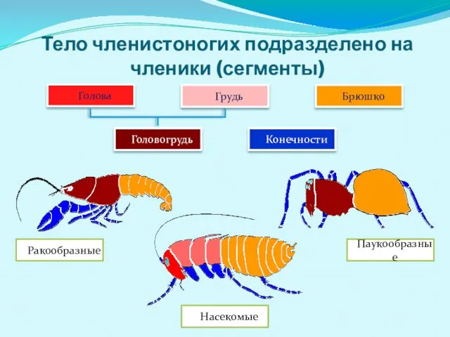 Тело членистоногих подразделено на членики (сегменты) Ракообразные Паукообразные Насекомые Голова Грудь Брюшко Головогрудь Конечности