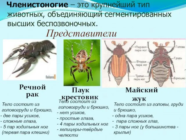 Членистоногие – это крупнейший тип животных, объединяющий сегментированных высших беспозвоночных.