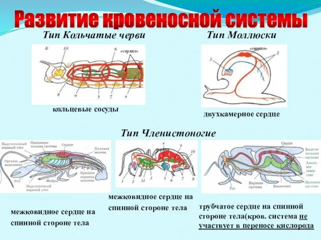 Развитие кровеносной системы Тип Членистоногие Тип Кольчатые черви Тип Моллюски