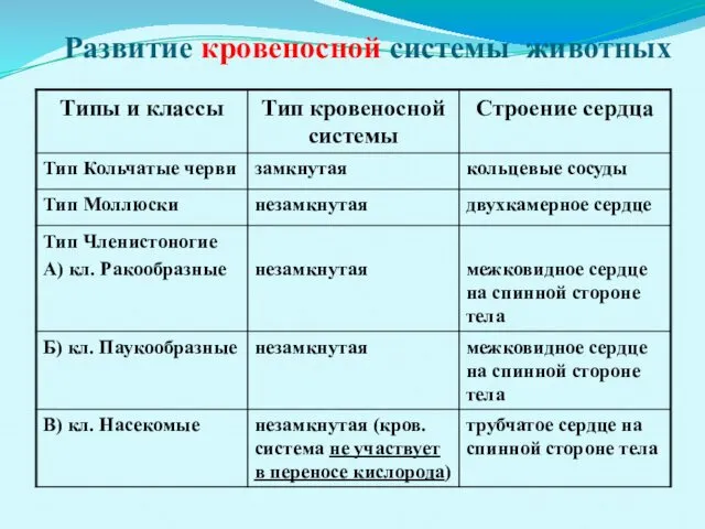 Развитие кровеносной системы животных