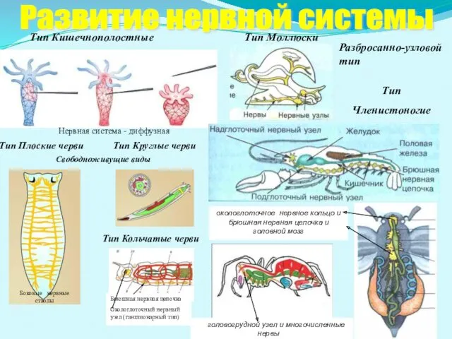 Тип Кишечнополостные Нервная система - диффузная Тип Плоские черви Тип