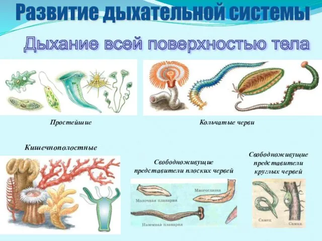 Дыхание всей поверхностью тела Простейшие Кольчатые черви Кишечнополостные Свободноживущие представители