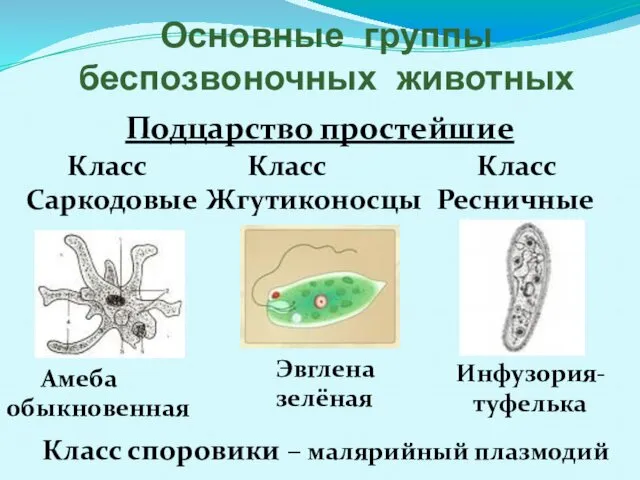 Основные группы беспозвоночных животных Подцарство простейшие Класс Саркодовые Класс Жгутиконосцы