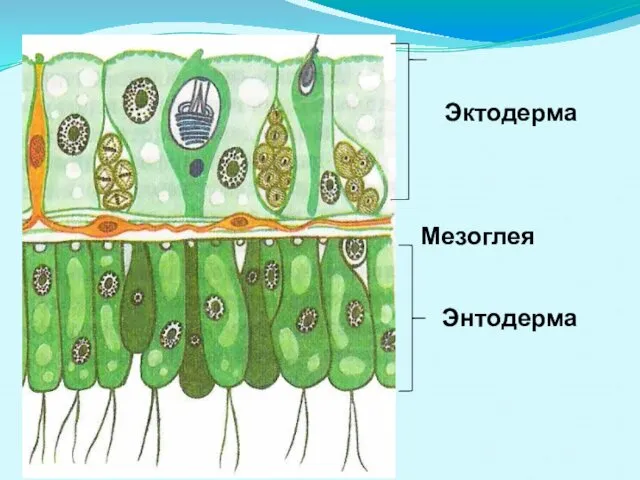 Эктодерма Энтодерма Мезоглея