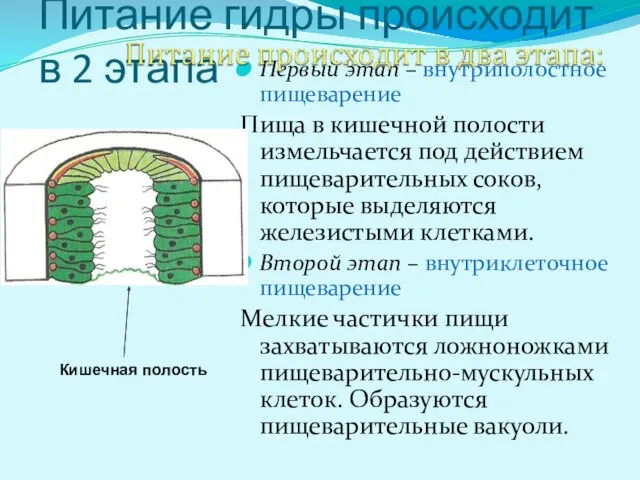 Питание гидры происходит в 2 этапа Первый этап – внутриполостное