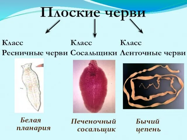 Плоские черви Класс Ресничные черви Класс Сосальщики Класс Ленточные черви Печеночный сосальщик Бычий цепень Белая планария