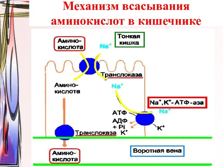 Механизм всасывания аминокислот в кишечнике