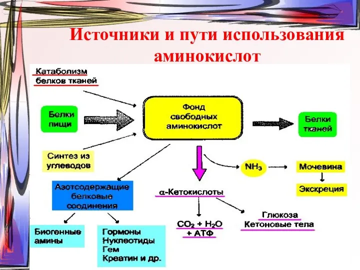 Источники и пути использования аминокислот