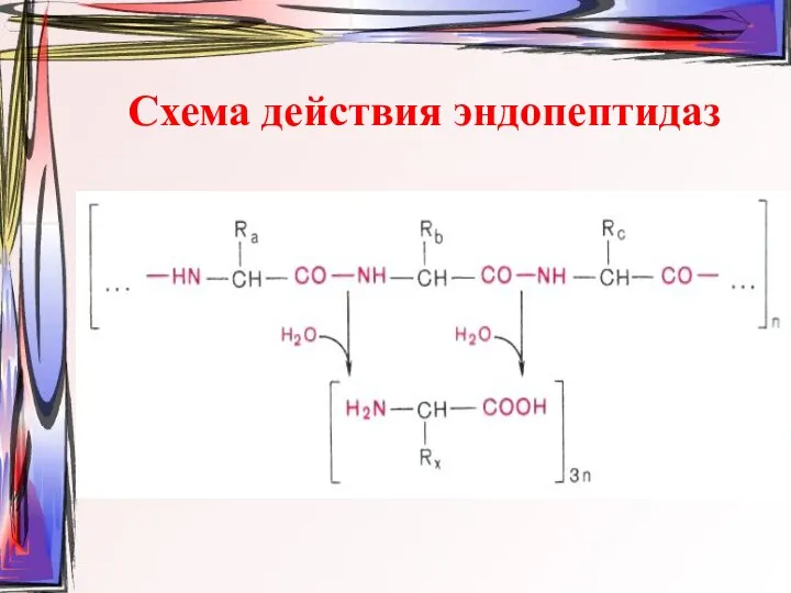 Схема действия эндопептидаз