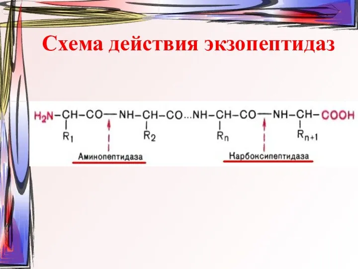 Схема действия экзопептидаз