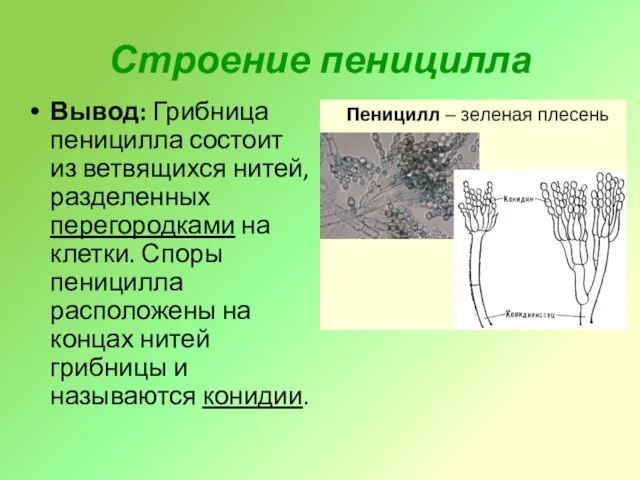 Строение пеницилла Вывод: Грибница пеницилла состоит из ветвящихся нитей, разделенных