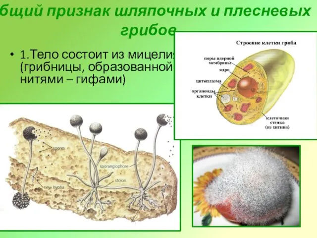 Общий признак шляпочных и плесневых грибов 1.Тело состоит из мицелия (грибницы, образованной нитями – гифами)