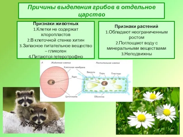 Причины выделения грибов в отдельное царство Признаки растений 1.Обладают неограниченным
