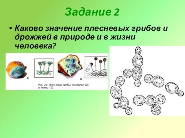 Задание 2 Каково значение плесневых грибов и дрожжей в природе и в жизни человека?