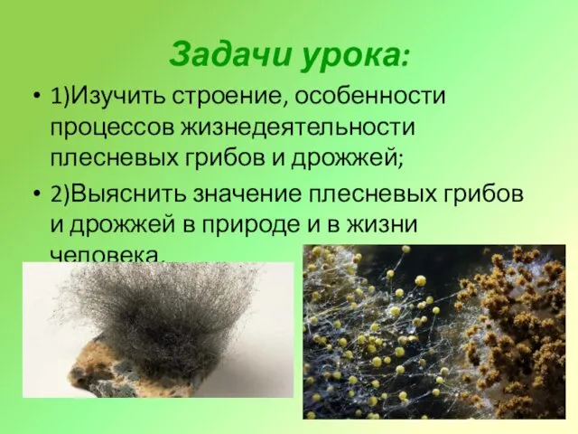 Задачи урока: 1)Изучить строение, особенности процессов жизнедеятельности плесневых грибов и