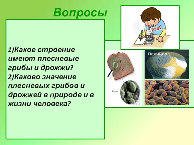 Вопросы 1)Какое строение имеют плесневые грибы и дрожжи? 2)Каково значение