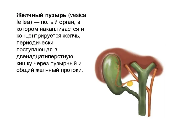 Жёлчный пузырь (vesica fellea) — полый орган, в котором накапливается