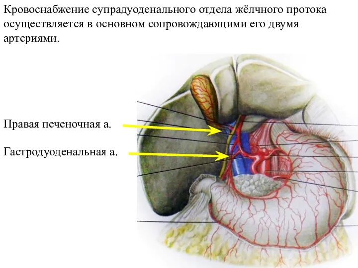 Кровоснабжение супрадуоденального отдела жёлчного протока осуществляется в основном сопровождающими его