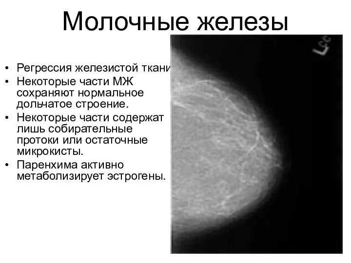 Молочные железы Регрессия железистой ткани. Некоторые части МЖ сохраняют нормальное