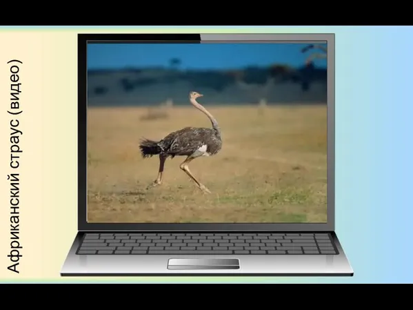 Африканский страус (видео)