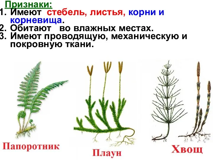 Признаки: Имеют стебель, листья, корни и корневища. Обитают во влажных