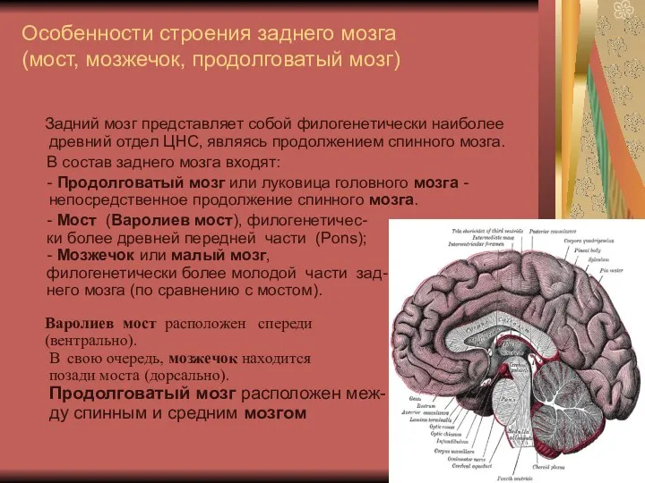 Особенности строения заднего мозга (мост, мозжечок, продолговатый мозг) Задний мозг представляет собой филогенетически
