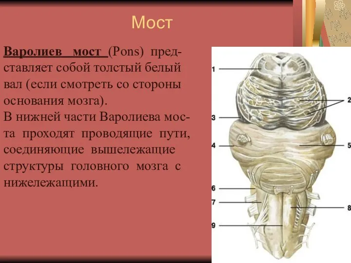 Мост Варолиев мост (Pons) пред- ставляет собой толстый белый вал