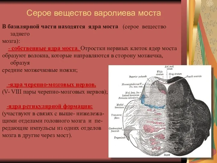 Серое вещество варолиева моста В базилярной части находятся ядра моста