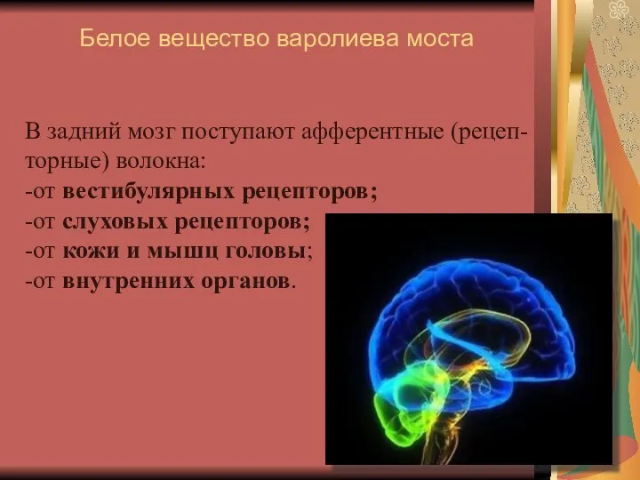 Белое вещество варолиева моста В задний мозг поступают афферентные (рецеп-