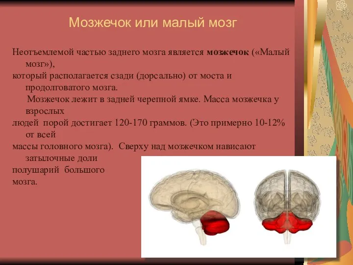 Мозжечок или малый мозг Неотъемлемой частью заднего мозга является мозжечок («Малый мозг»), который