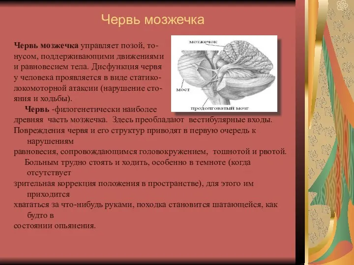 Червь мозжечка Червь мозжечка управляет позой, то- нусом, поддерживающими движениями и равновесием тела.