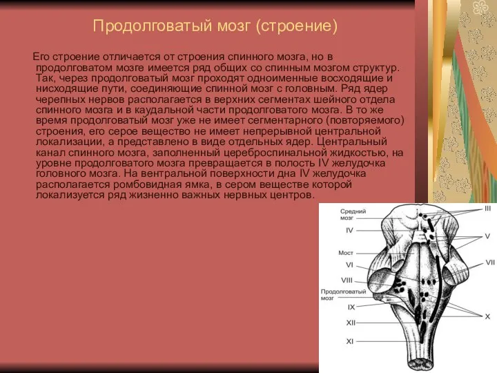 Продолговатый мозг (строение) Его строение отличается от строения спинного мозга, но в продолговатом