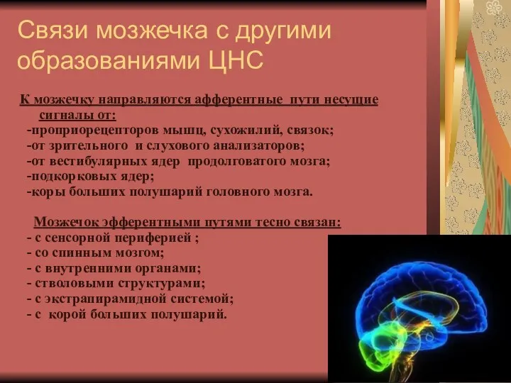 Связи мозжечка с другими образованиями ЦНС К мозжечку направляются афферентные пути несущие сигналы