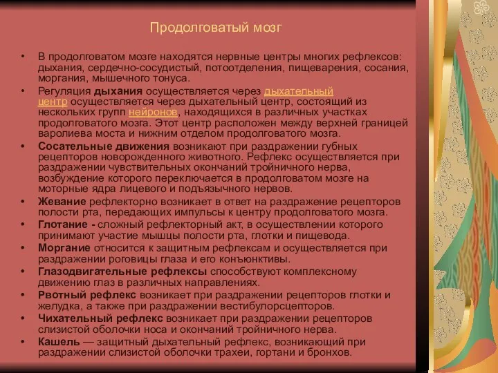 Продолговатый мозг В продолговатом мозге находятся нервные центры многих рефлексов: