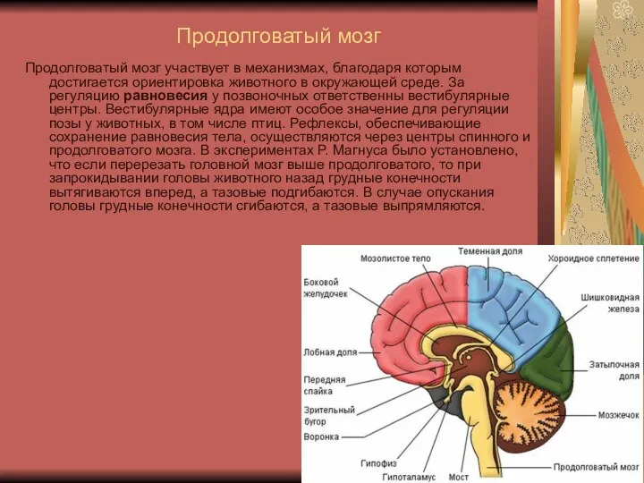 Продолговатый мозг Продолговатый мозг участвует в механизмах, благодаря которым достигается