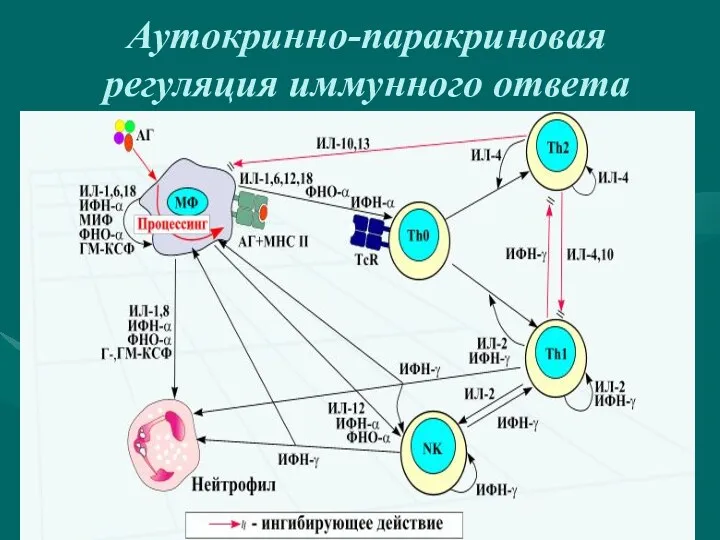 Аутокринно-паракриновая регуляция иммунного ответа