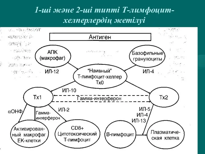 1-ші және 2-ші типті Т-лимфоцит-хелперлердің жетілуі