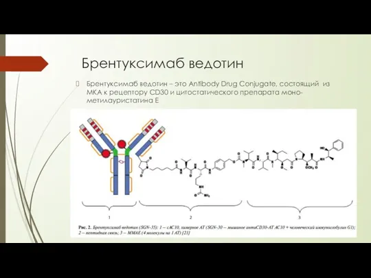 Брентуксимаб ведотин Брентуксимаб ведотин – это Antibody Drug Conjugate, состоящий из МКА к