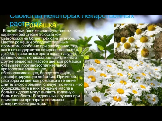Свойства некоторых лекарственных растений В лечебных целях используют цветочные корзинки