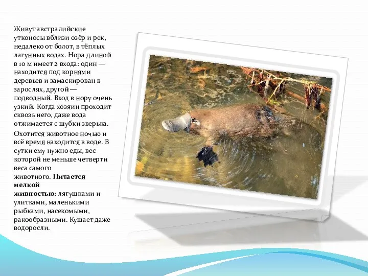 Живут австралийские утконосы вблизи озёр и рек, недалеко от болот,