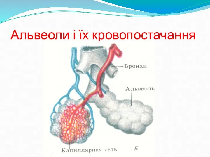 Альвеоли і їх кровопостачання