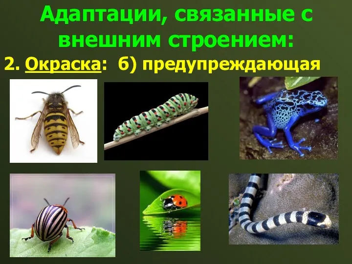 Адаптации, связанные с внешним строением: 2. Окраска: б) предупреждающая