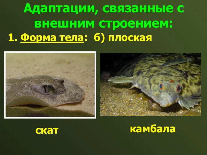 Адаптации, связанные с внешним строением: 1. Форма тела: б) плоская скат камбала