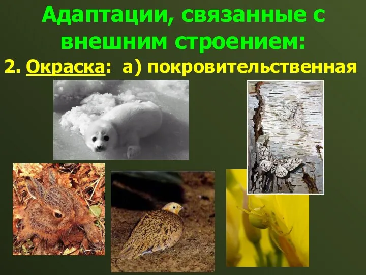 Адаптации, связанные с внешним строением: 2. Окраска: а) покровительственная